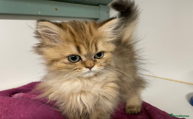 Persian cats - Advert 4