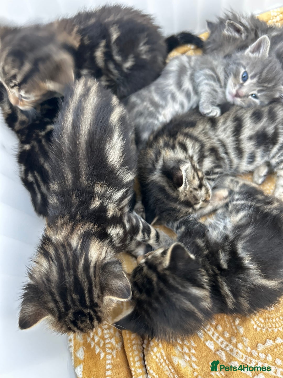 Bengal cats for sale: Bengal cross kittens  - Image 1