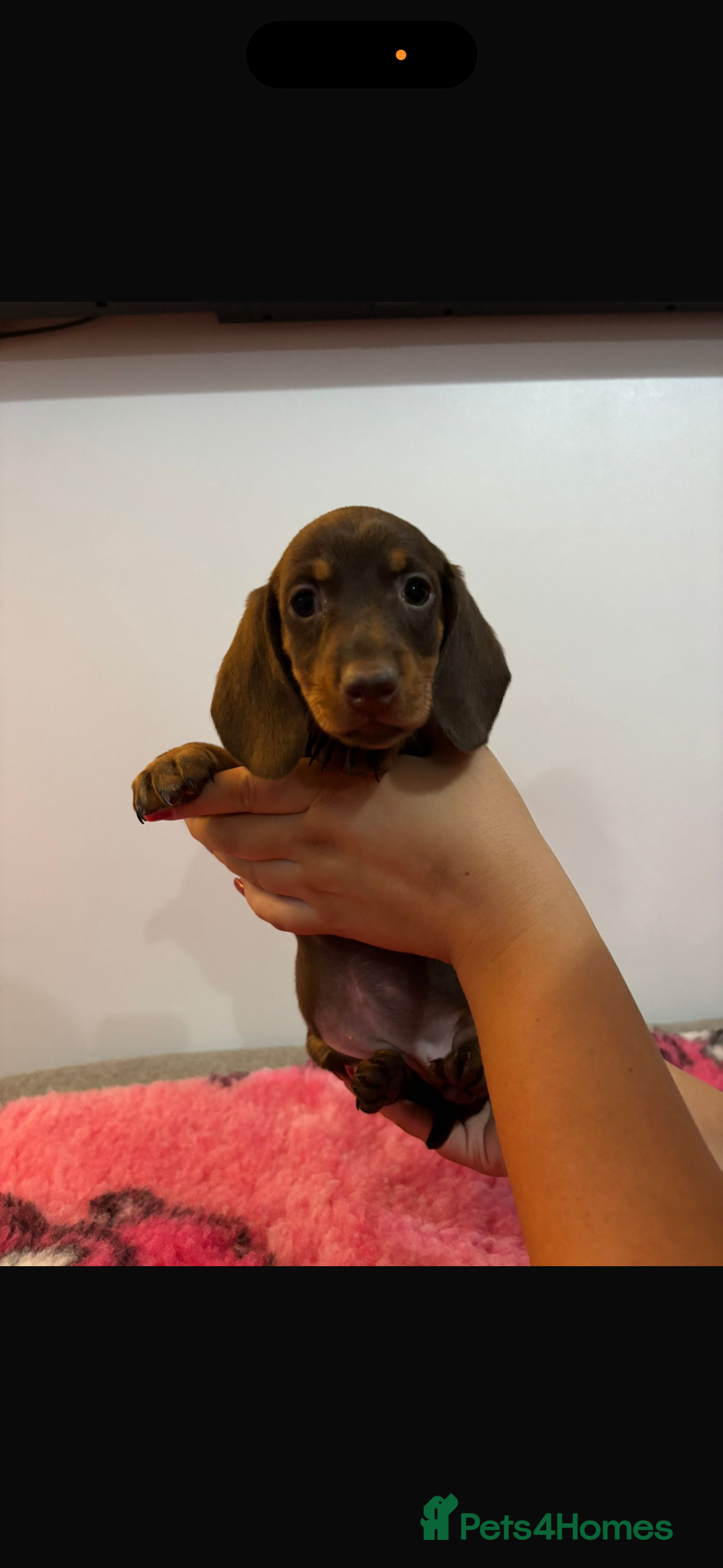 Miniature Dachshund dogs for sale: Kc registered miniature dachshunds - Advert 13
