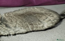Chinchilla rodents for sale:  female baby chinchilla - Image 3