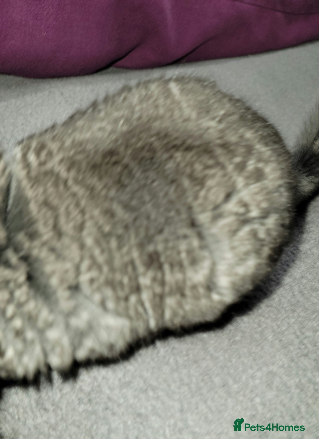 Chinchilla rodents for sale:  female baby chinchilla - Image 3