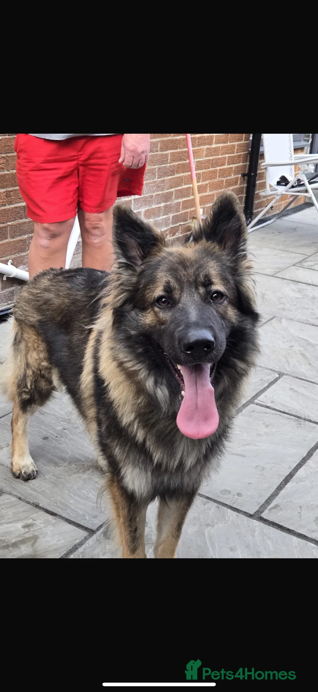 German Shepherd dogs for sale: Beautiful German Shepherd Puppies in Durham - Advert 6