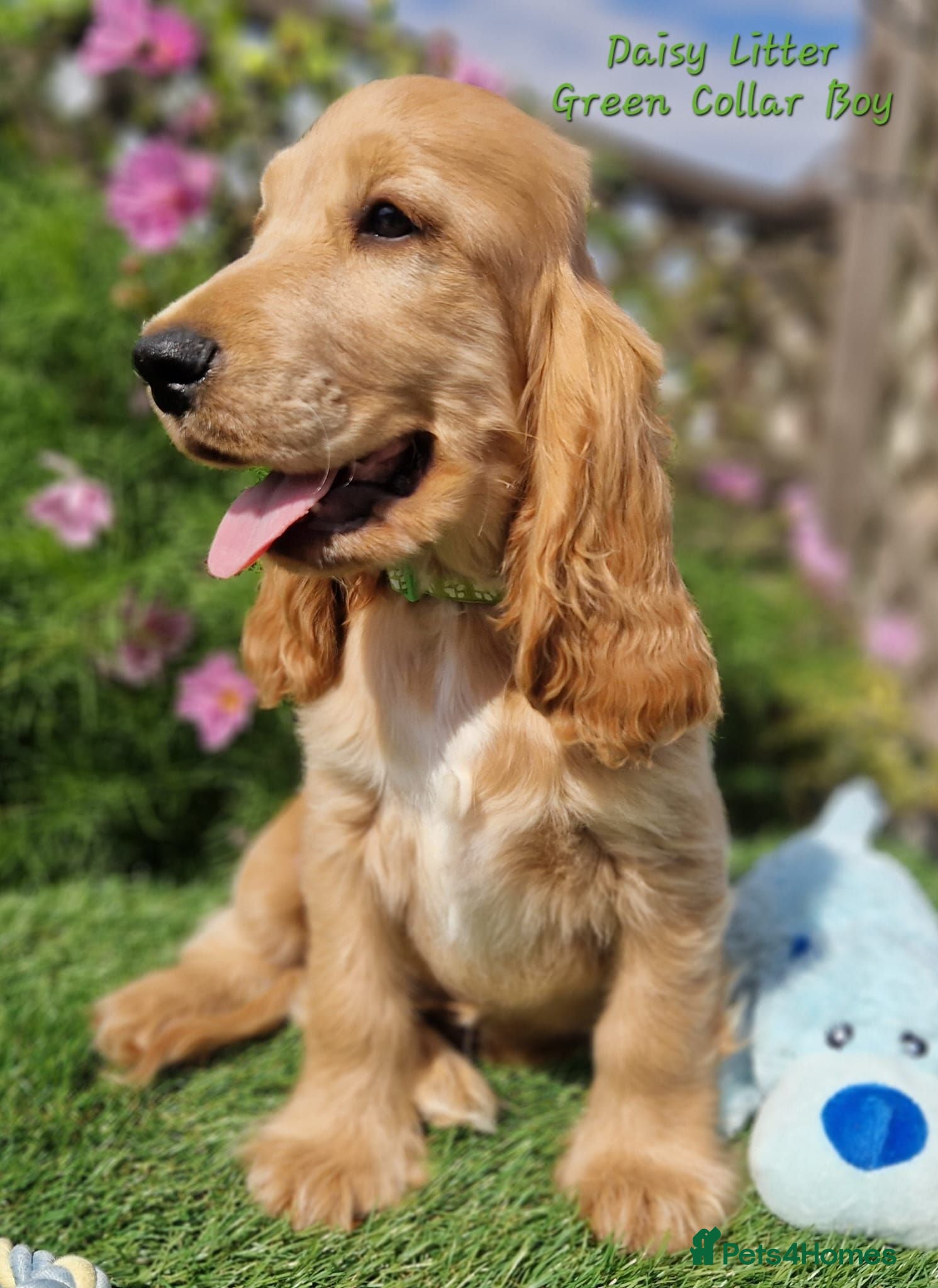 Cocker Spaniel dogs Pedigree Golden Cocker Spaniel pups - Advert 1