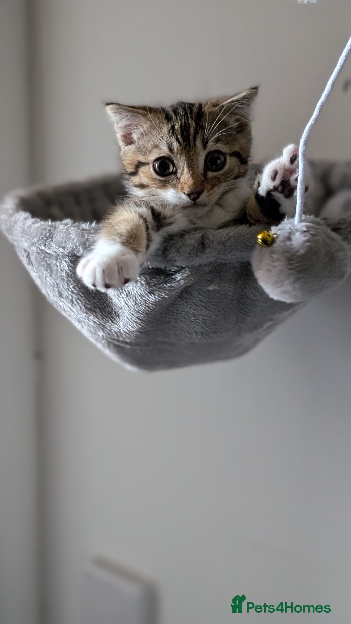 Scottish Fold cats Male Scottish fold kitten  - Advert 2
