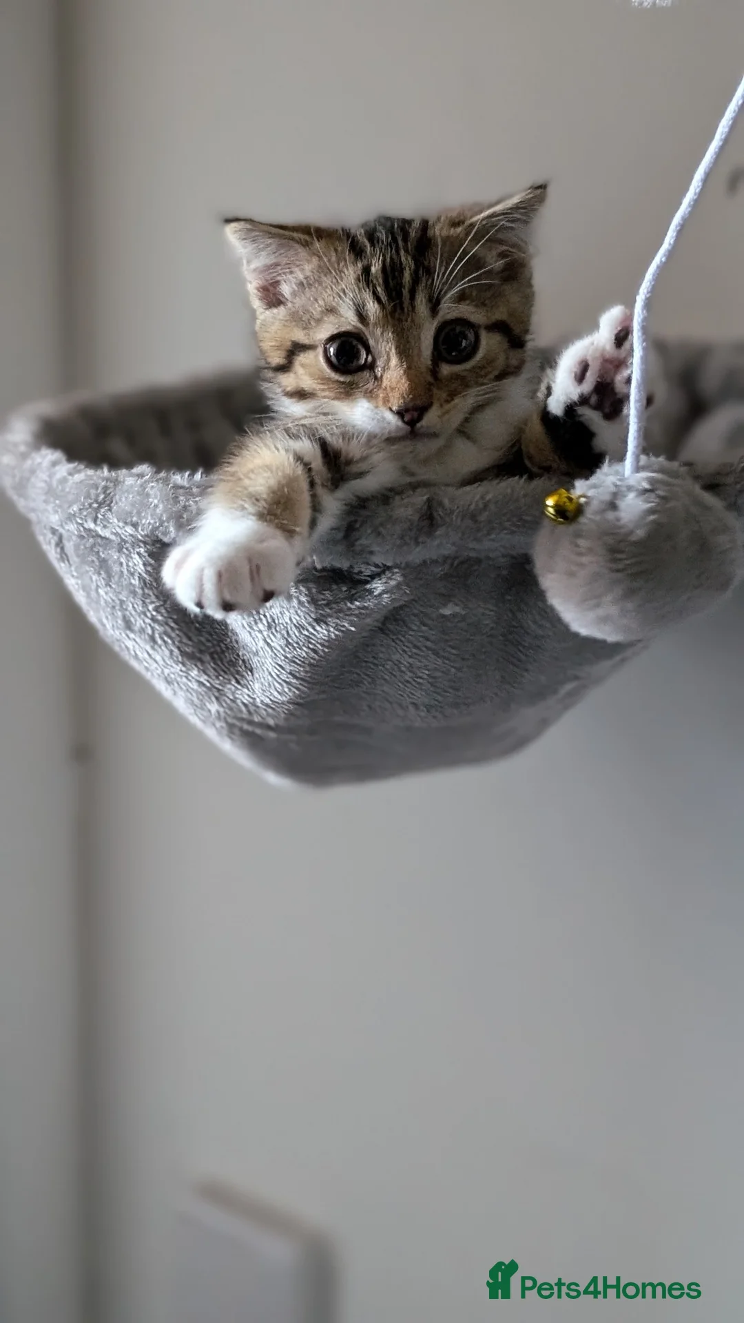 Scottish Fold cats for sale: Male Scottish fold kitten  in Tadworth - Advert 1