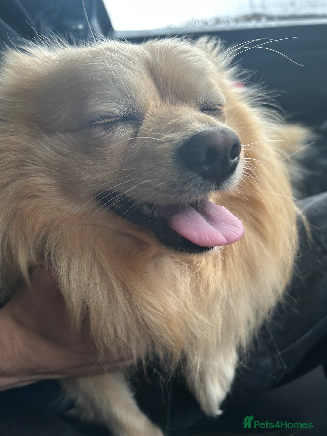 Pomeranian dogs for sale: Pomeranian 4 years old  - Image 1