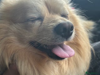 Pomeranian dogs - Advert 15