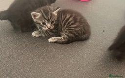 Bengal cats for sale: 4 beautiful part bengal kittens  - Image 16