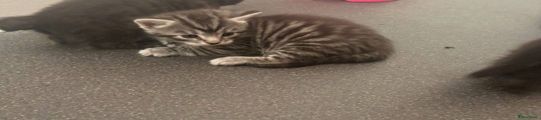 Bengal Kitten 1