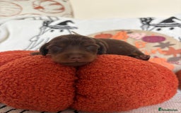 Miniature Dachshund dogs for sale: Longhair miniature dachshund  - Image 6