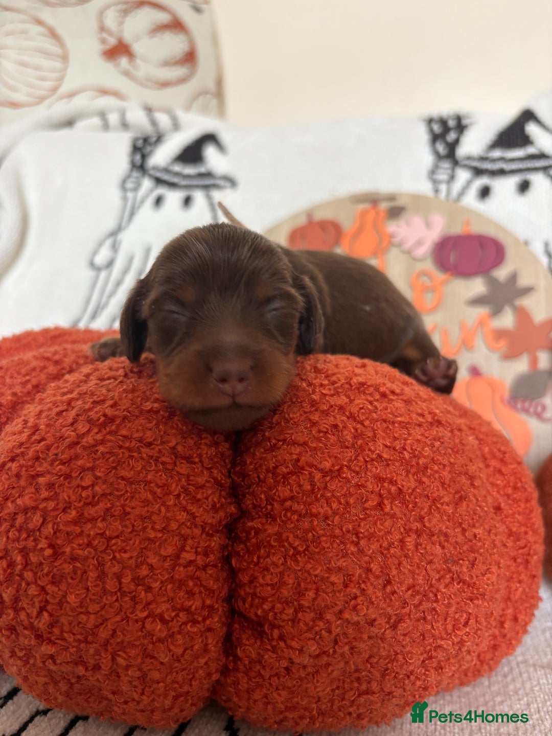 Miniature Dachshund dogs for sale: Longhair miniature dachshund  - Image 6