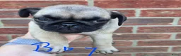 Pug dogs for sale: Pugs Puppies for sale - Advert 11