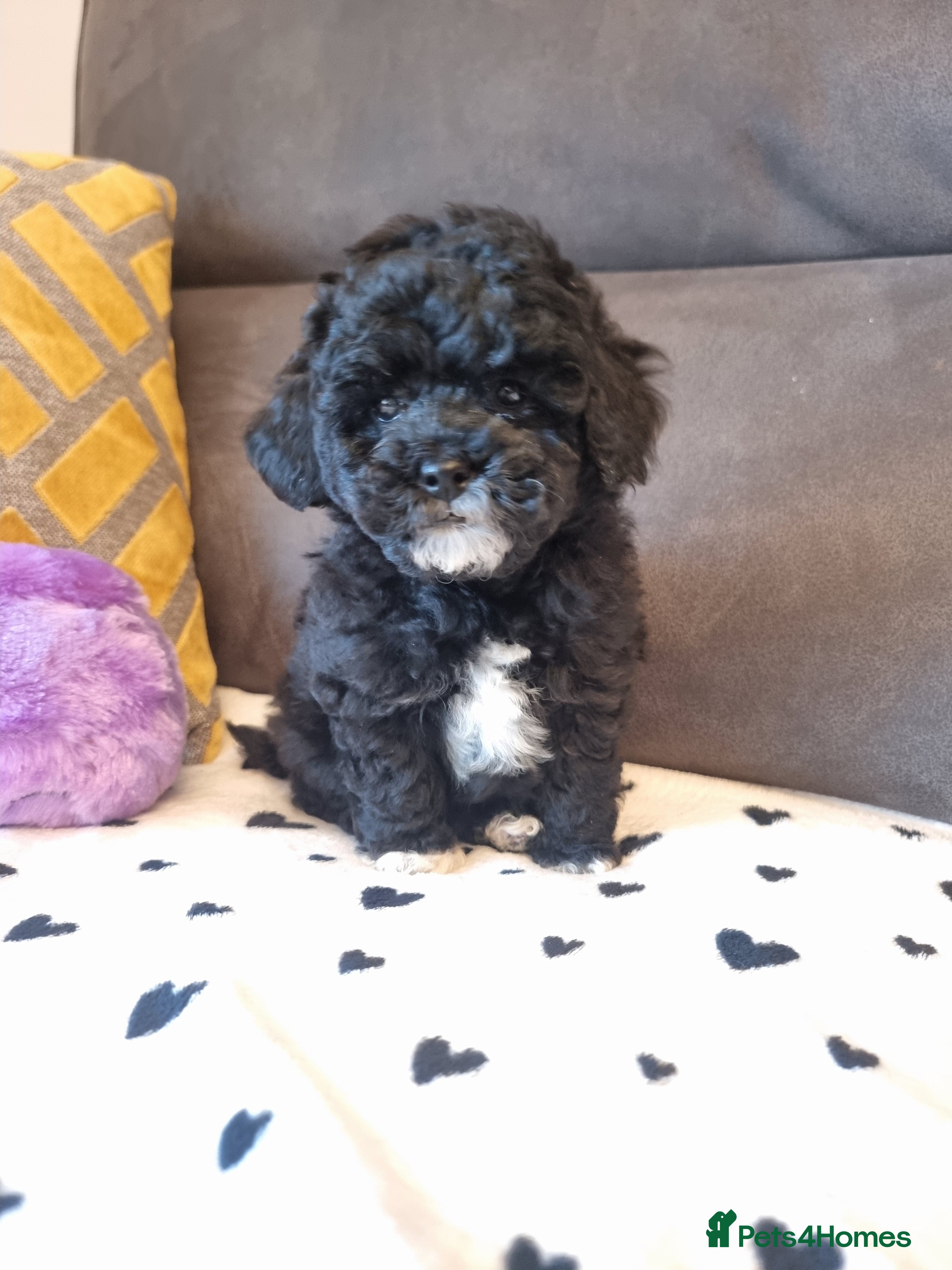Shihpoo dogs Adorable best friend Shihpoo pups Fully Vaccinated - Advert 12