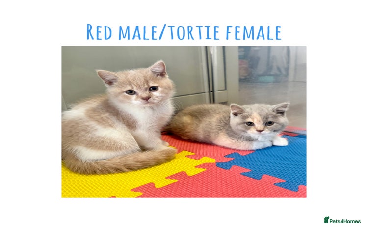 British Shorthair cats - Advert 2