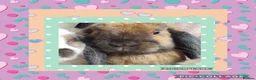Mini Lop rabbits for sale: ***Stunning Loving Natured Baby Minilops*** - Advert 2