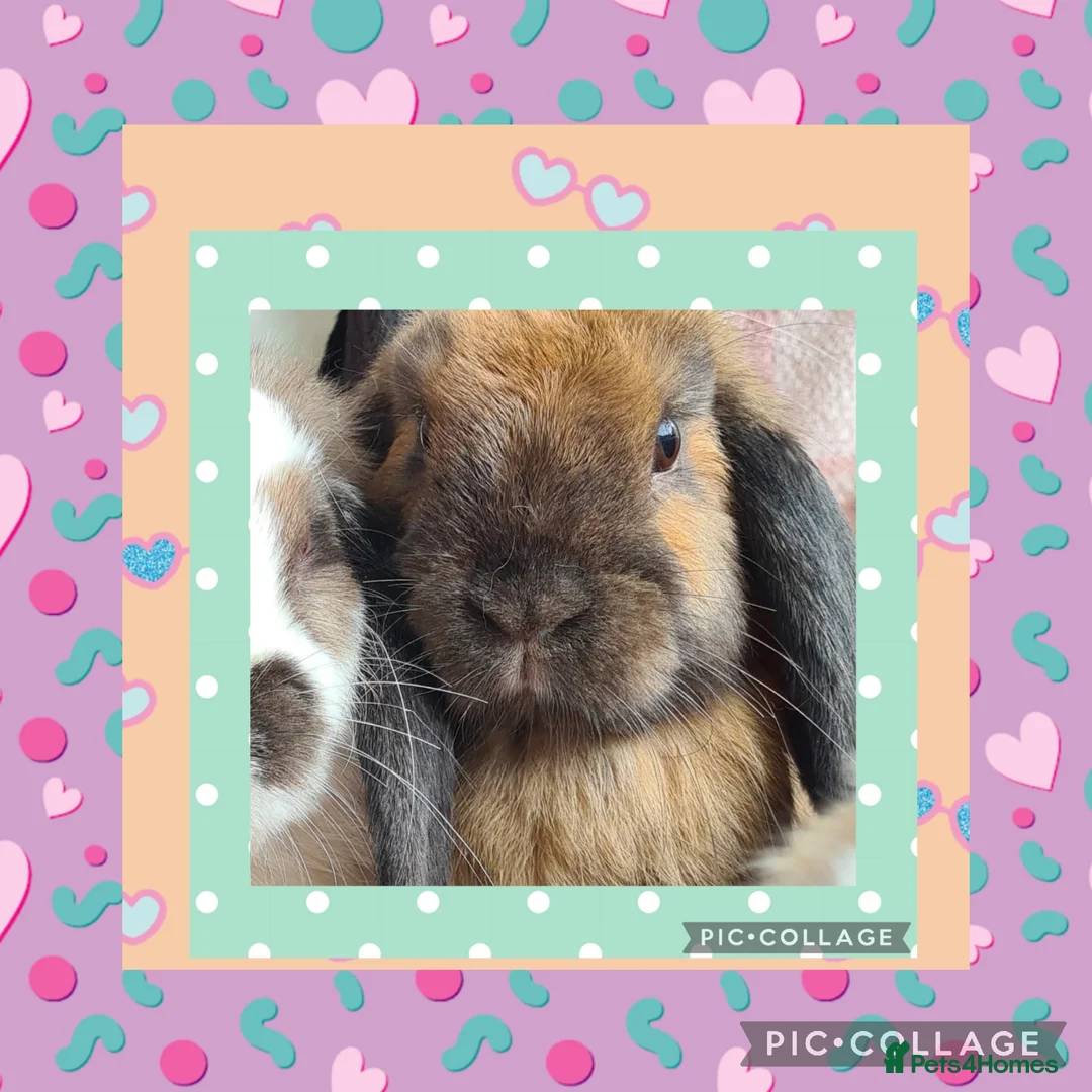 Mini Lop rabbits for sale: ***Stunning Loving Natured Baby Minilops*** - Advert 2