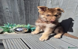 German Shepherd dogs for sale: Rare Isabella German Shepherd - Image 6
