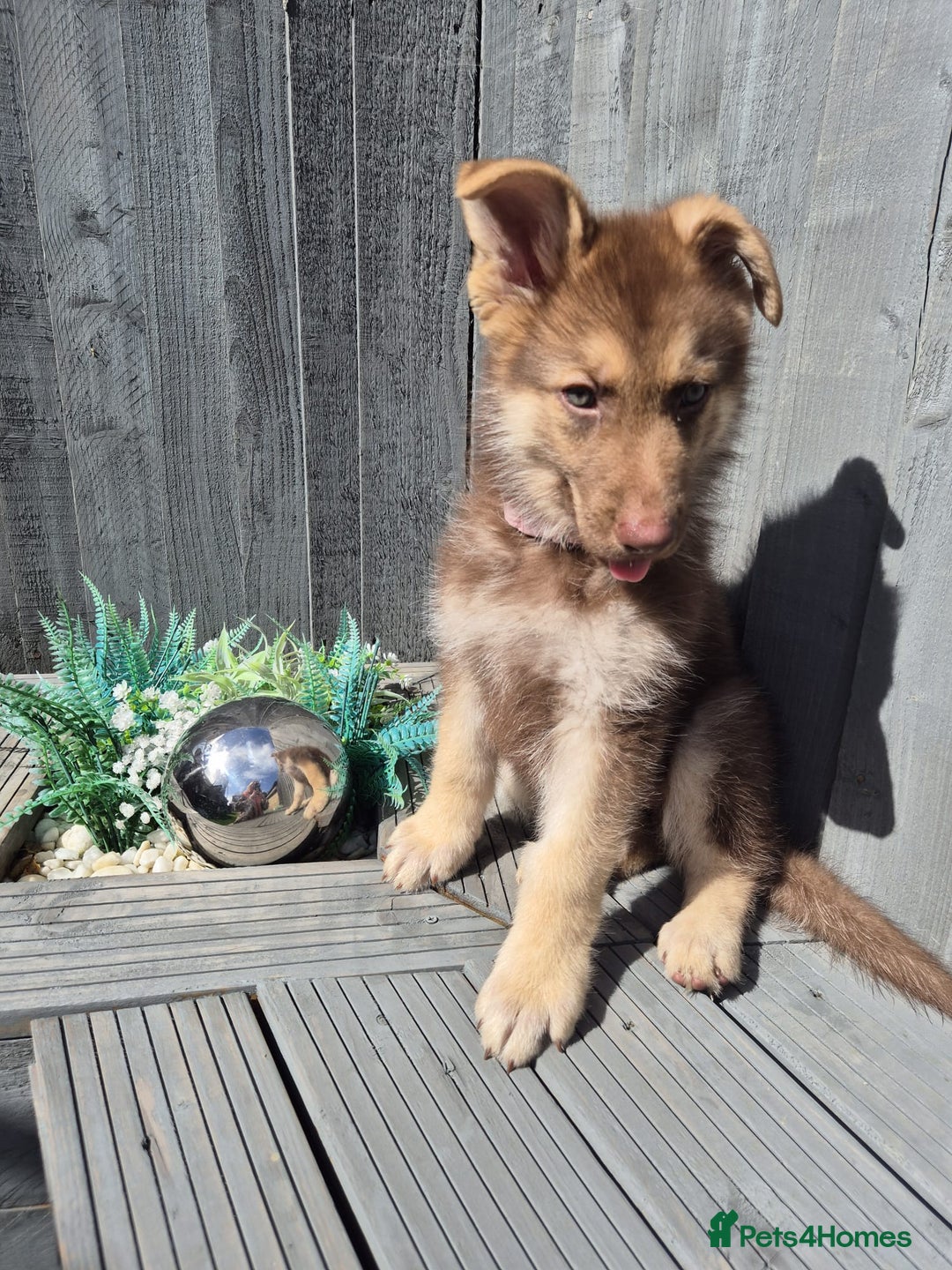 German Shepherd dogs for sale: Rare Isabella German Shepherd - Image 6