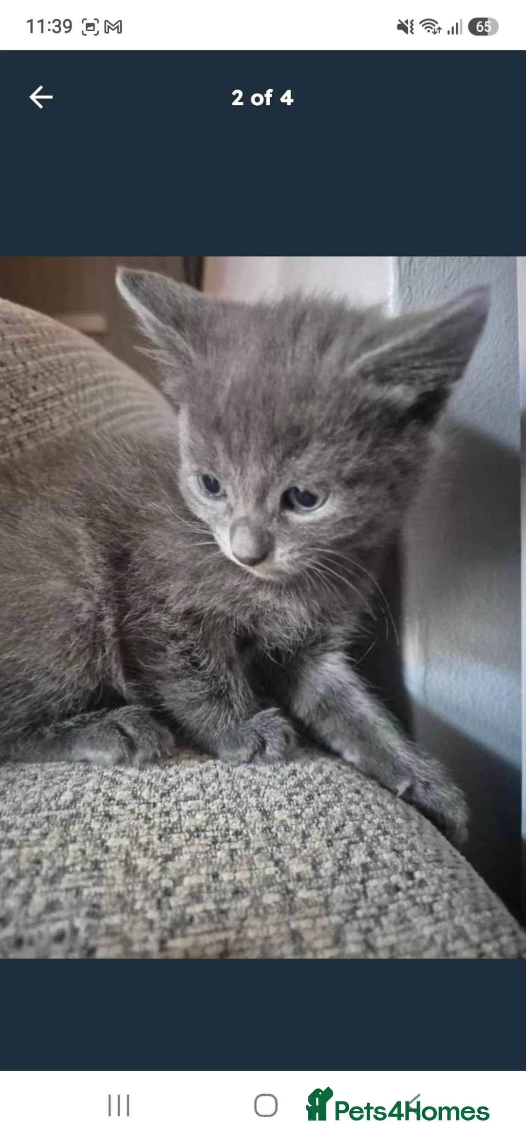 Mixed Breed cats for sale: 2 girl kittens  in Portsmouth - Advert 3