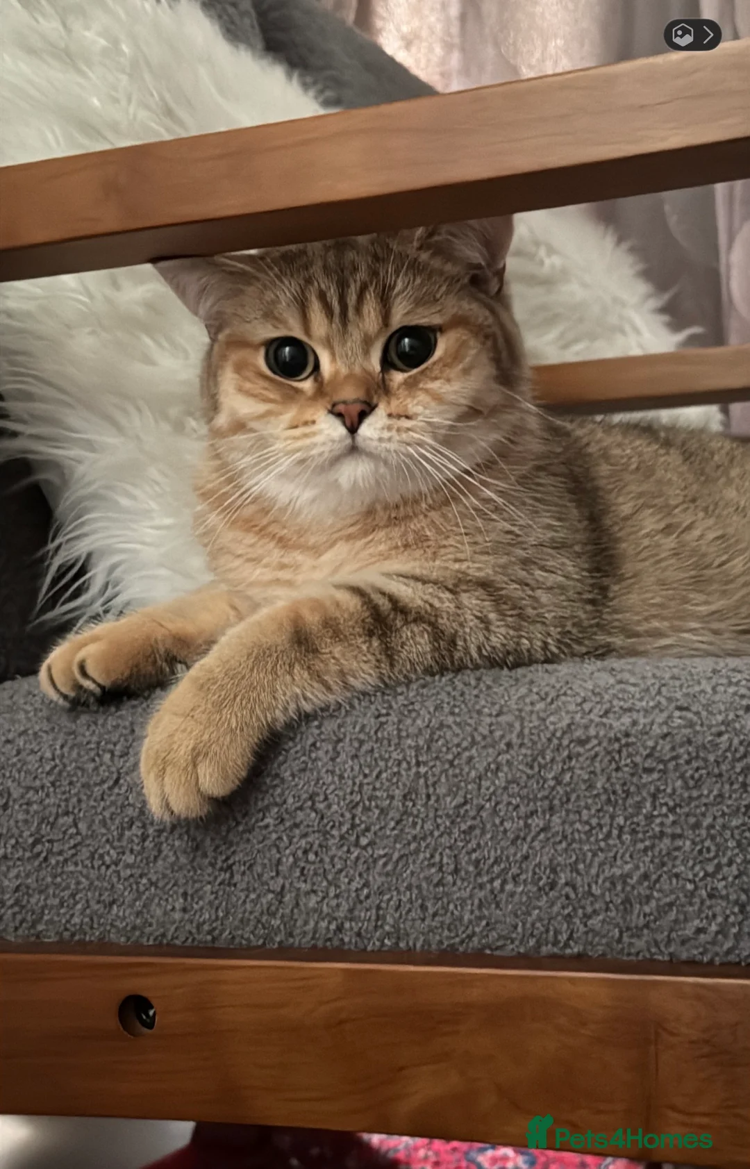 British Shorthair cats for sale: 🐾Beautiful Young Cats Seeking Their Forever Homes - Advert 7