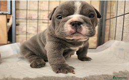 English Bulldog dogs for sale: Outstanding KC English Bulldogs, Top Quality Pups - Image 18