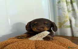 Miniature Dachshund dogs for sale: 3 miniature dachshund  - Image 1