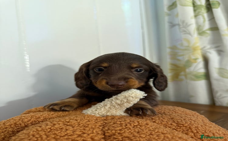 Miniature Dachshund dogs - Advert 7