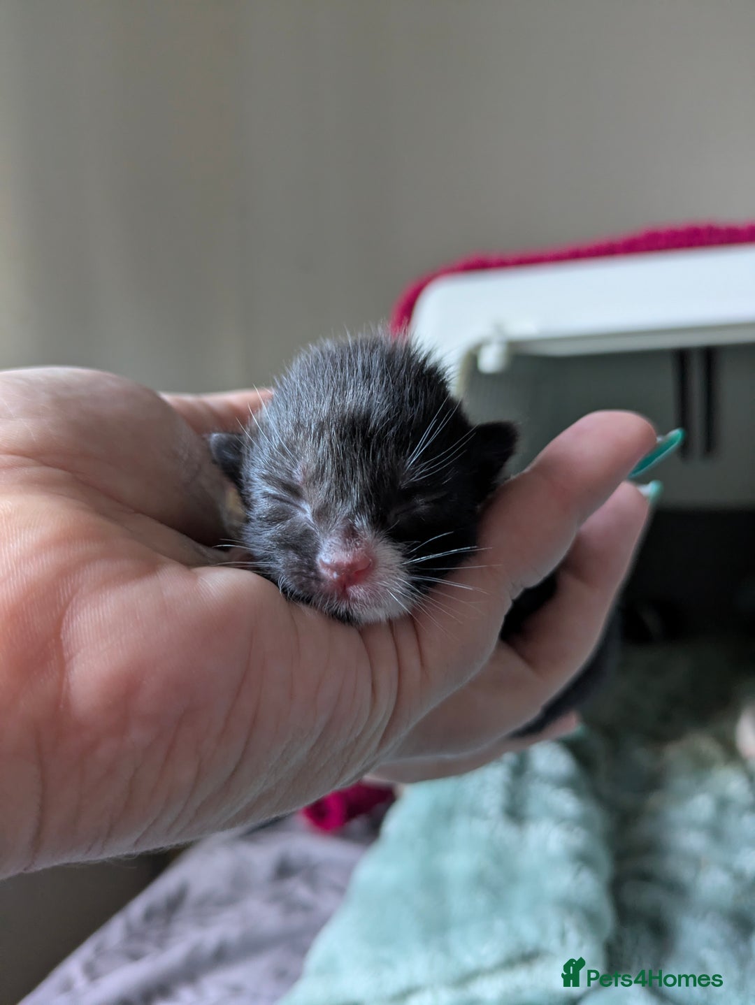 Mixed Breed cats for sale: 4 stunning kittens  - Image 15