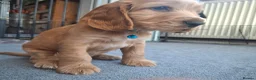 Cocker Spaniel dogs for sale: Adorable show type cocker spaniel puppies  - Advert 7
