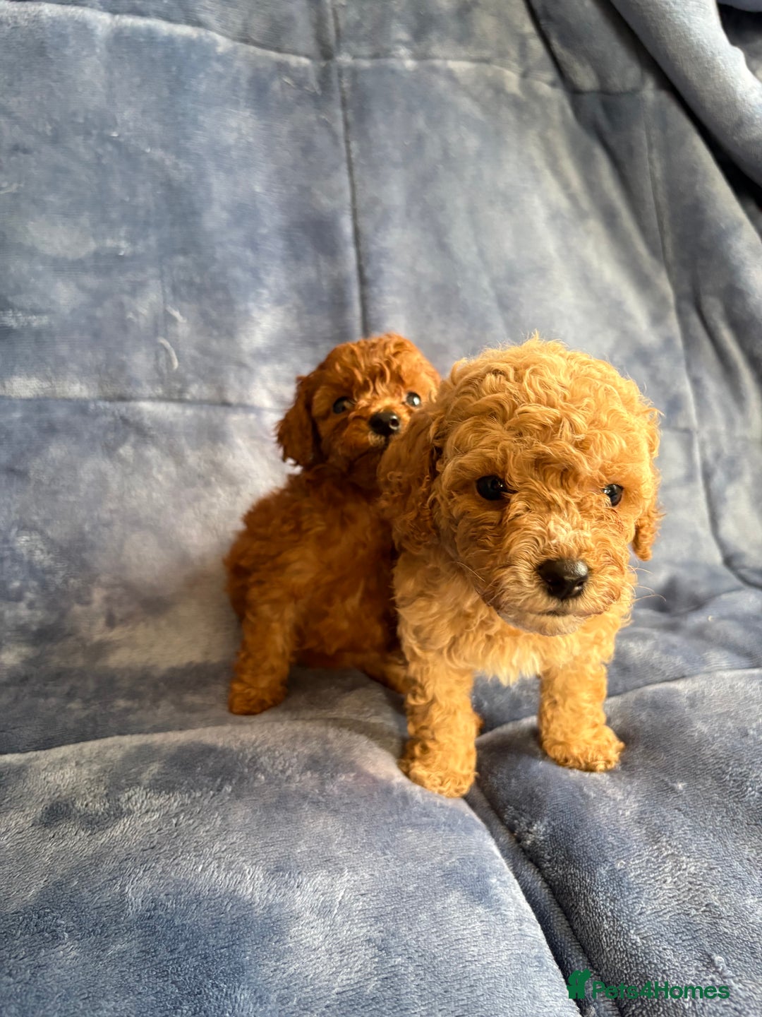 Cavapoo dogs for sale: Gorgeous cavapoo puppys - Image 6