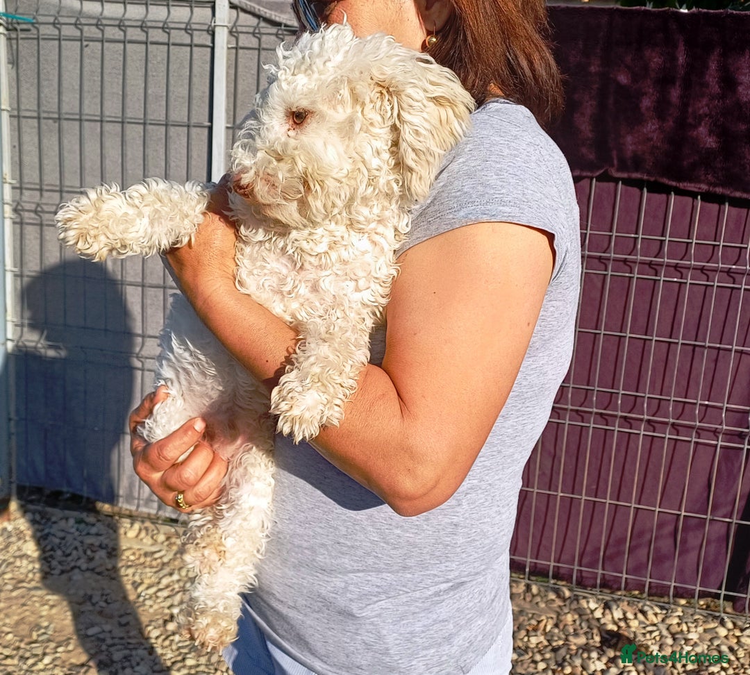 Yorkiepoo dogs for adoption: M.&K. - two inseparable friends for a Loving Home - Image 18