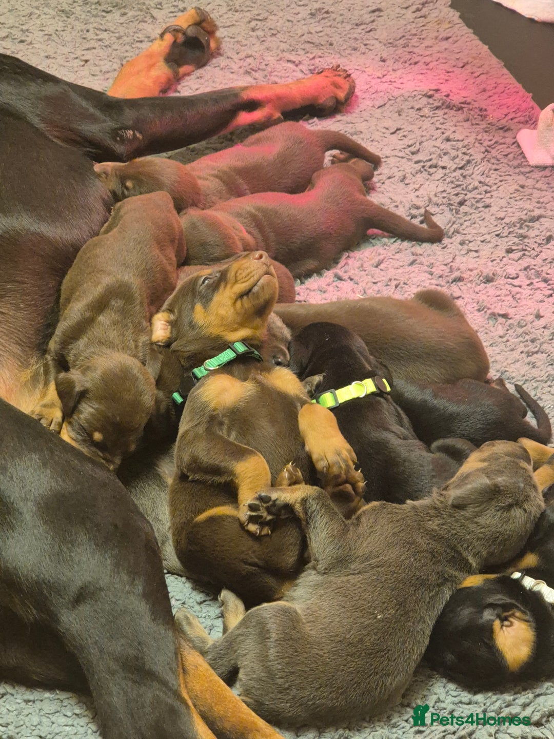 Dobermann dogs for sale: Doberman puppies for sale  - Image 1