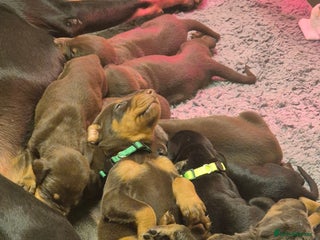 Dobermann dogs - Advert 2