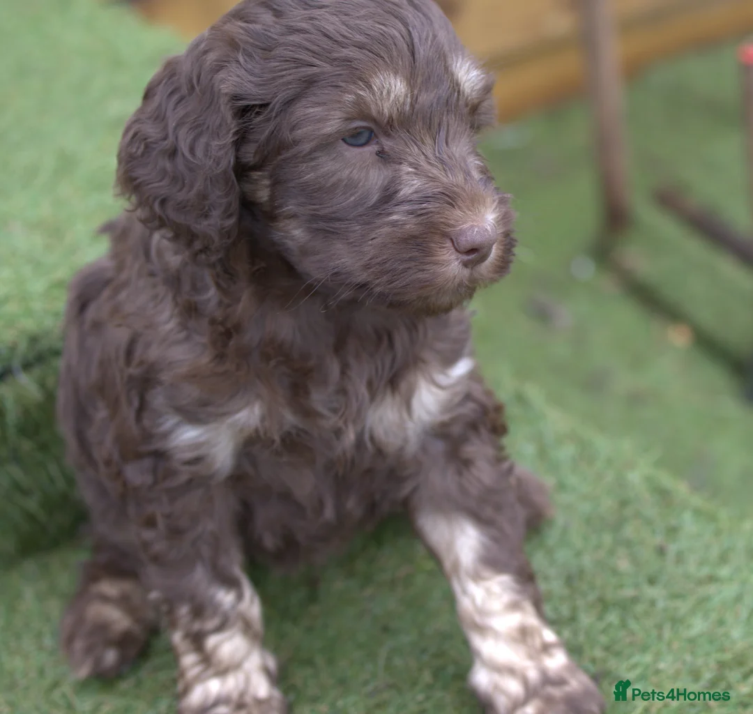 Labradoodle dogs for sale: 🐾🌈 Bred for Potential, Raised for Resilience🐾🌈 - Advert 35