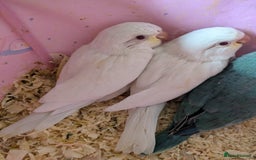 Parakeets birds for sale: Quaker parrots babies hand reared different colour - Image 9