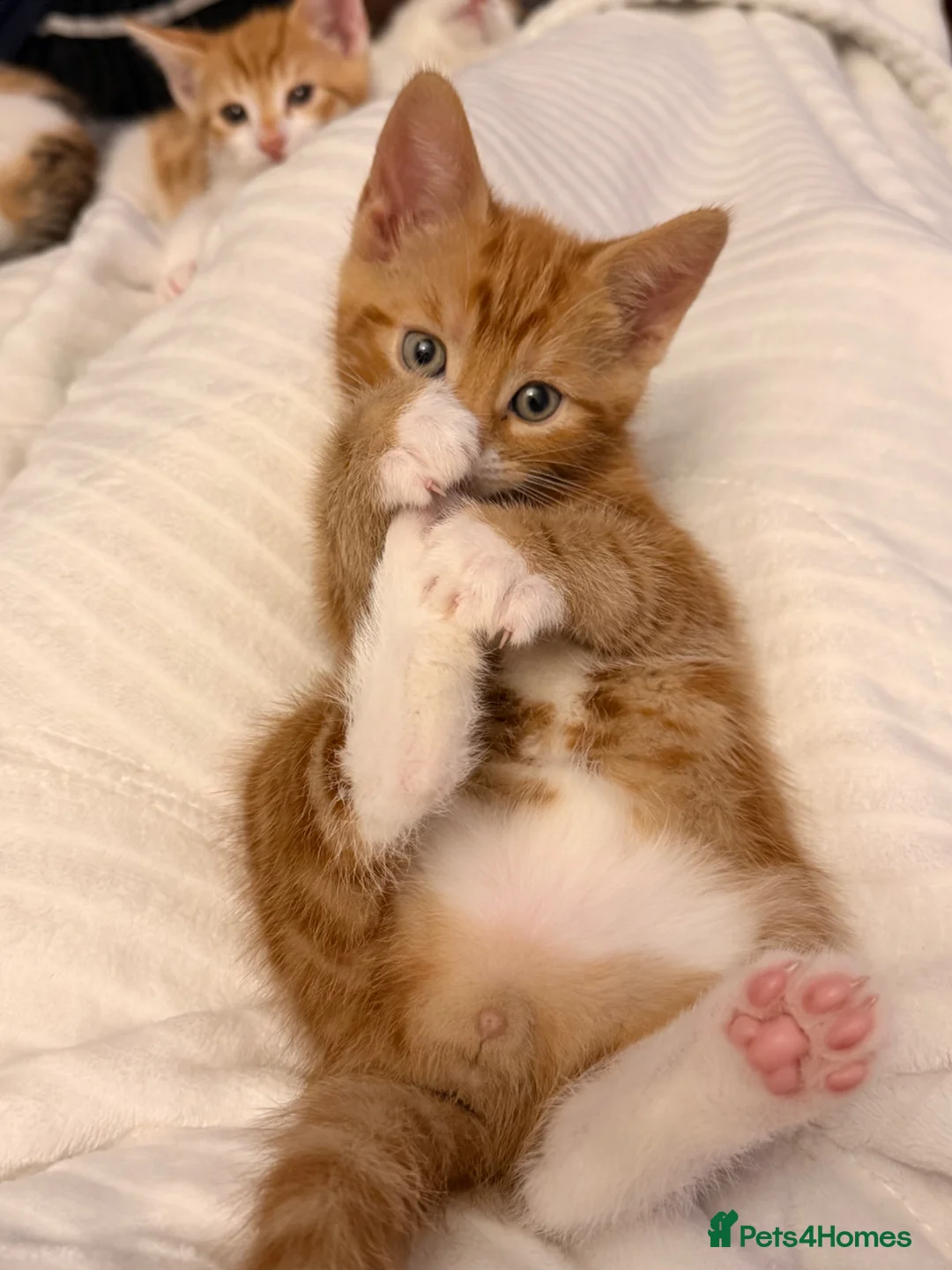 Mixed Breed cats for sale: Beautiful Bengal mix kittens  - Advert 10