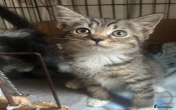 Mixed Breed cats for sale: MaineCoon x X British blue/Scottish fold  - Image 7