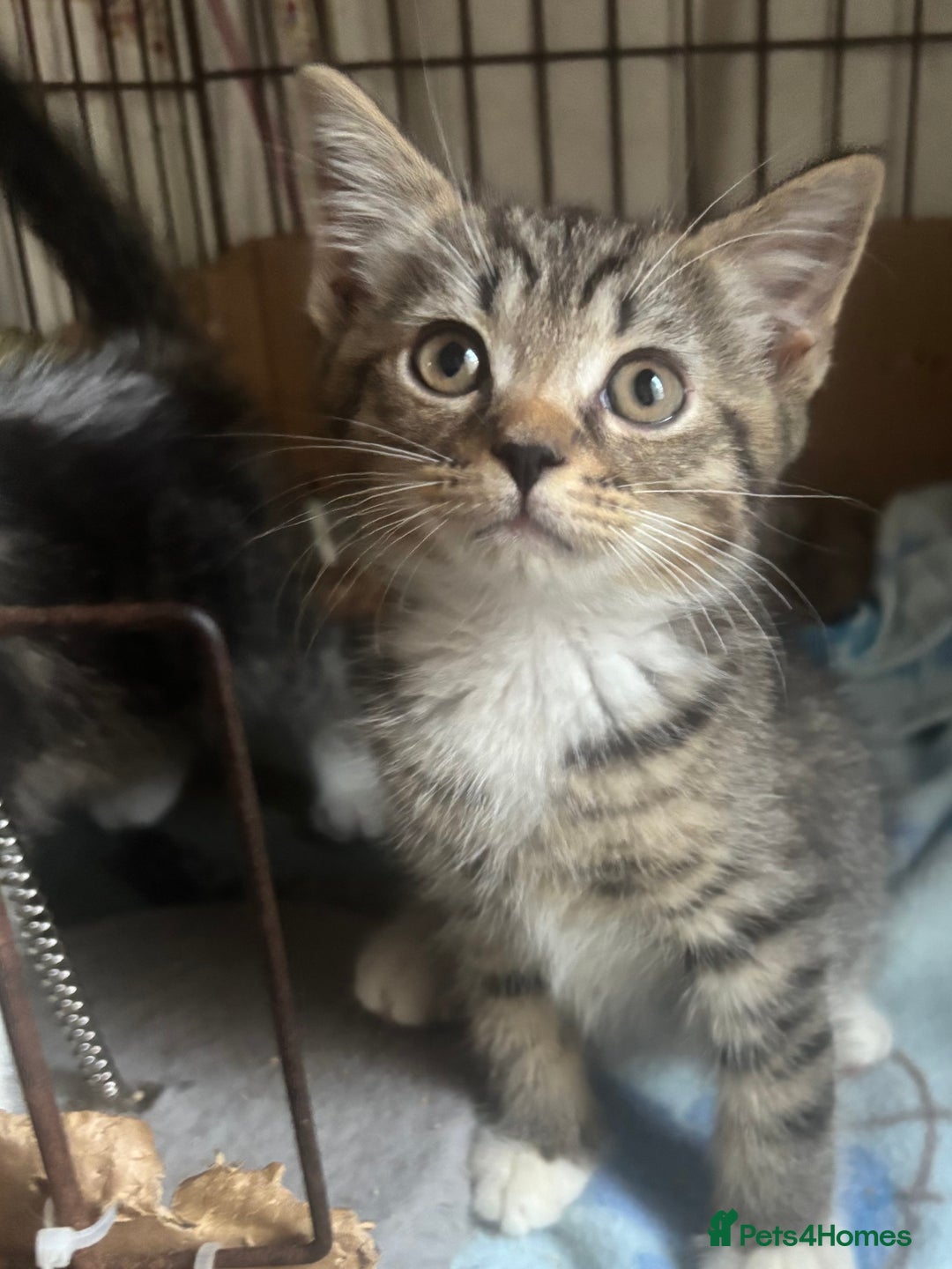 Mixed Breed cats for sale: MaineCoon x X British blue/Scottish fold  - Image 7