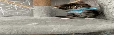 Mixed Breed Kitten 2