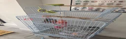 Budgerigars birds for sale: 3 budgies for sale with cage and all accessories in Bristol - Advert 3