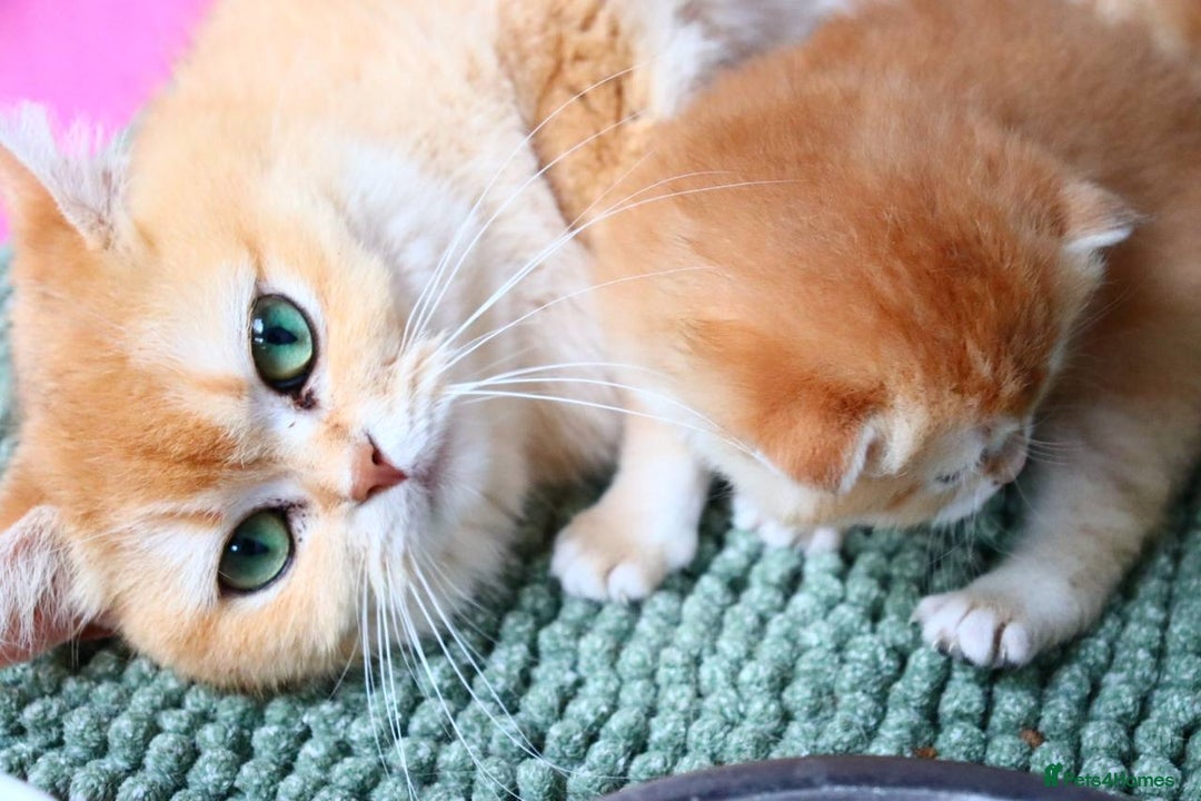 British Shorthair cats for sale: Champion Bloodlines BSH kittens  - Image 29