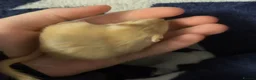Gerbil rodents for sale: 2 male gerbil's  in Shildon - Advert 1