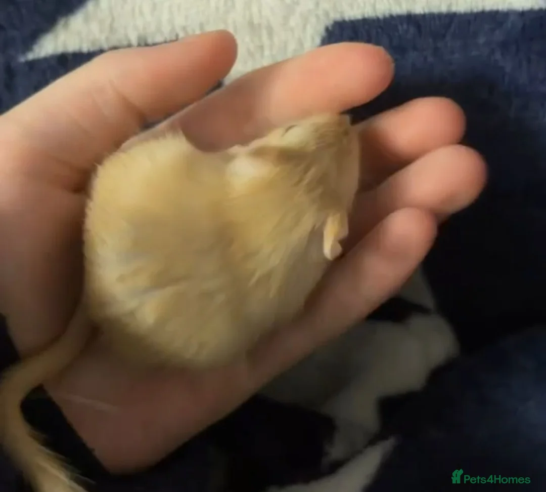 Gerbil rodents for sale: 2 male gerbil's  in Shildon - Advert 1