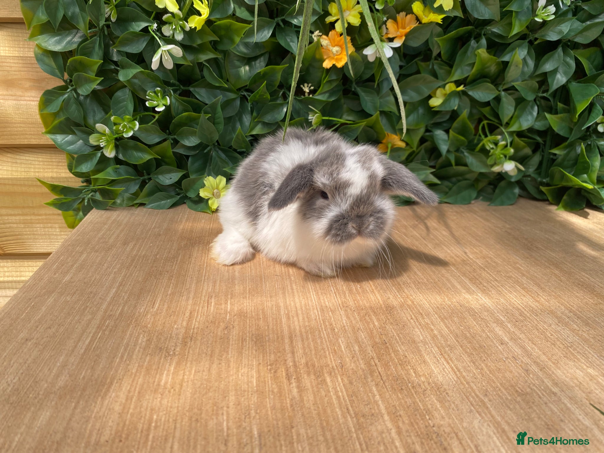 Mini Lop rabbits Mini lops ( Est since 2014 ) - Advert 13
