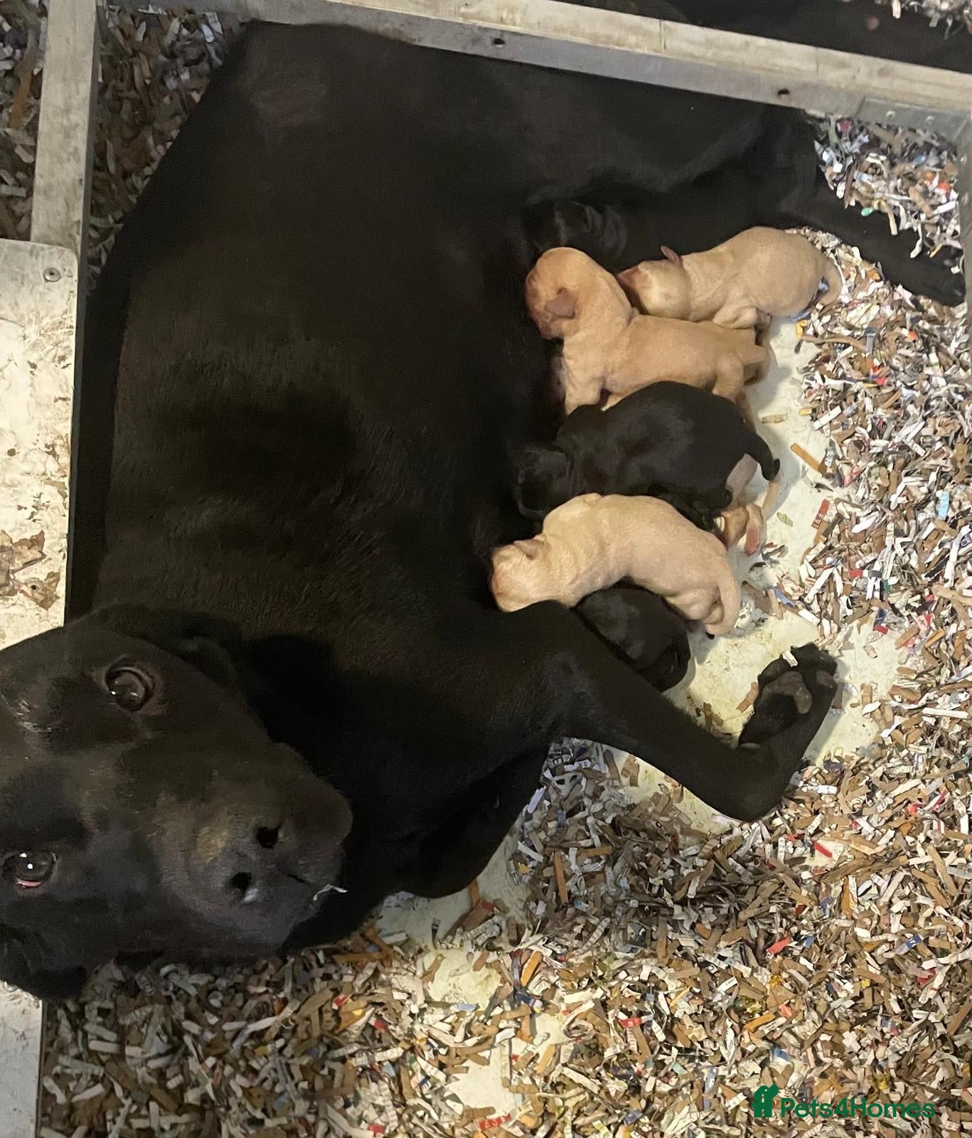 Labrador Retriever dogs KC Reg DNA Clear Pups from Health Tested Parents - Advert 1