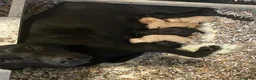 Labrador Retriever dogs for sale: KC Reg DNA Clear Pups from Health Tested Parents - Advert 1