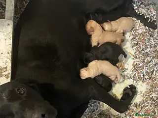 Labrador Retriever dogs KC Reg DNA Clear Pups from Health Tested Parents - Advert 1