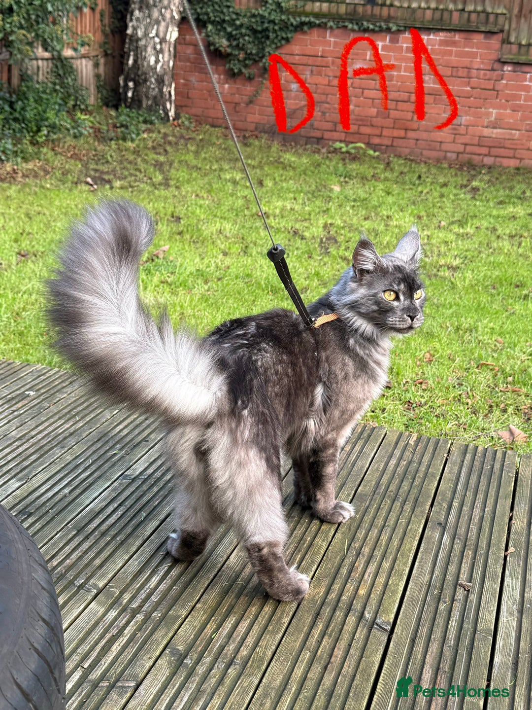 Maine Coon cats for sale: Beautiful Maine Coon Kittens – Ready mid January - Advert 8