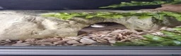 Corn Snake reptiles for sale: Various corn snakes for sale, Snow Tessera & more - Advert 13