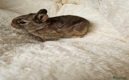 Netherland Dwarf rabbits for sale: Netherland Dwarf bunnies - Image 17